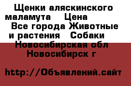 Щенки аляскинского маламута  › Цена ­ 15 000 - Все города Животные и растения » Собаки   . Новосибирская обл.,Новосибирск г.